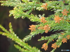 撮って出し(2024-04-07_11-15)-(Canon PowerShot