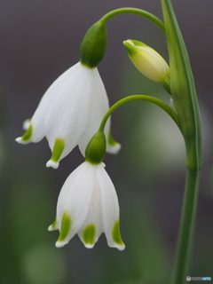 撮って出し(2024-04-19_13-43)-(E-M5-0())