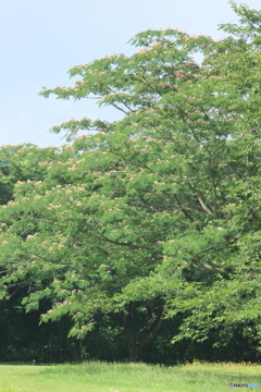 撮って出し(2025-07-08_08-26)-(Canon EOS 60D-1