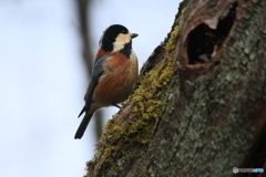 撮って出し(2025-03-03_12-59)-(Canon EOS 60D-2