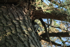 撮って出し(2025-05-08_16-01)-(Canon EOS 60D-3