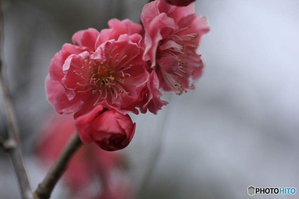 撮って出し(2025-04-06_09-49)-(Canon EOS 60D-9