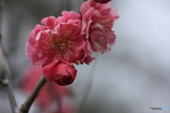 撮って出し(2025-04-06_09-49)-(Canon EOS 60D-9