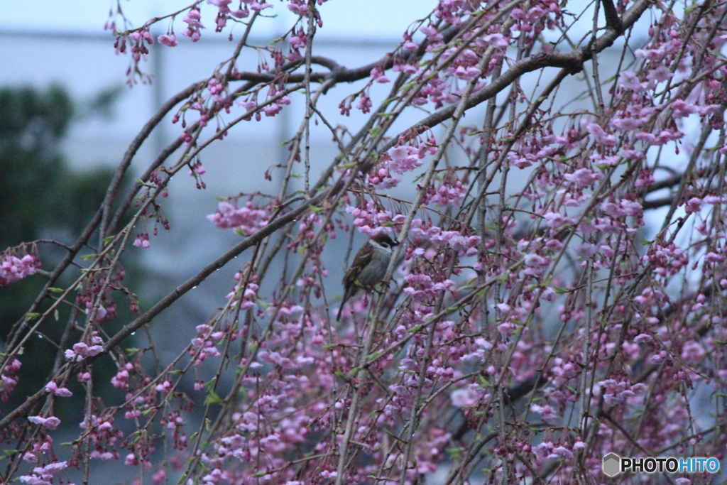 撮って出し(2025-04-20_05-53)-(Canon EOS 60D-2