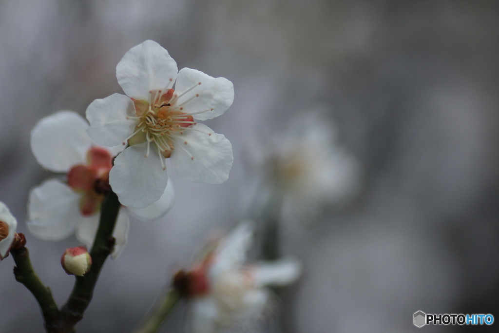 撮って出し(2025-04-12_11-19)-(Canon EOS 60D-9