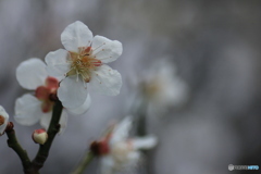 撮って出し(2025-04-12_11-19)-(Canon EOS 60D-9