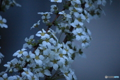 撮って出し(2025-04-20_05-14)-(Canon EOS 60D-2