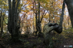 (2025-11-04_09-46)-(Canon EOS 6D-28