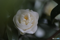 撮って出し(2024-04-17_16-28)-(Canon EOS 6D-90