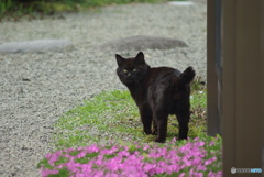 撮って出し(2025-04-26_13-03)-(PENTAX K10D-300