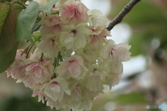 撮って出し(2025-05-06_15-54)-(Canon EOS 60D-3