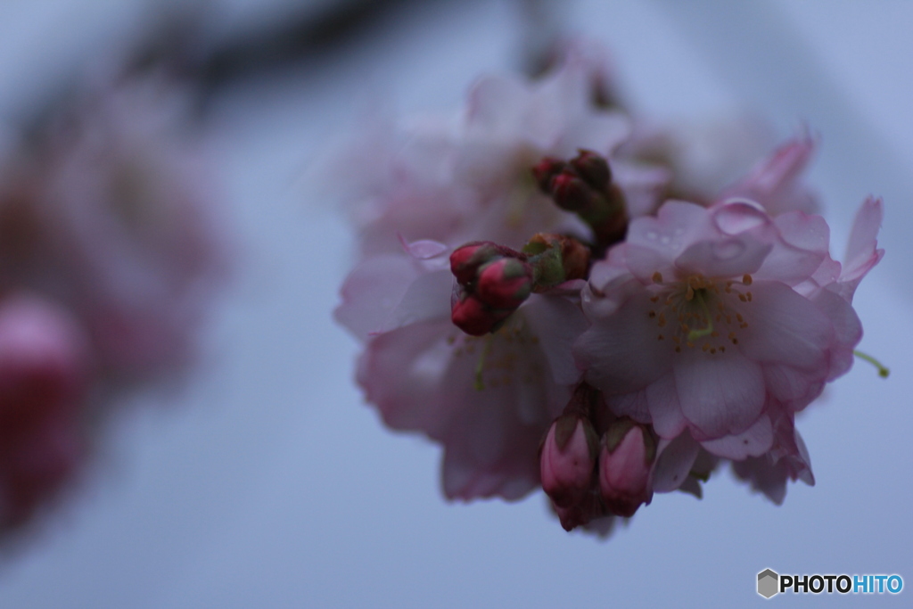 撮って出し(2025-04-04_05-51)-(Canon EOS 60D-9