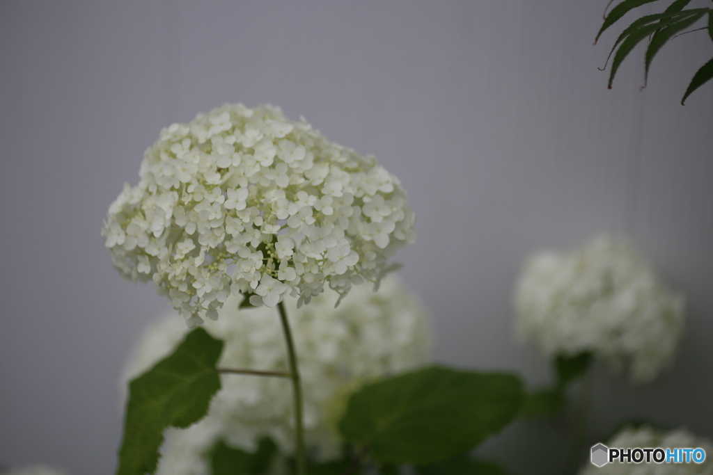 撮って出し(2025-06-30_16-16)-(Canon EOS 6D-90
