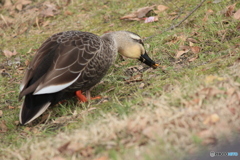撮って出し(2025-03-03_13-22)-(Canon EOS 60D-2