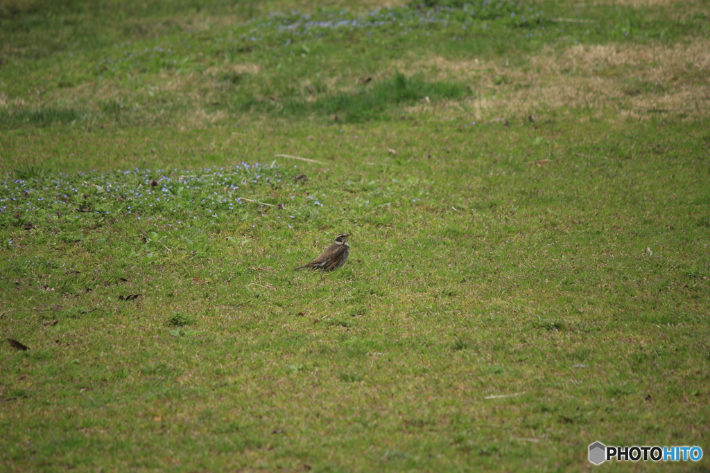 撮って出し(2025-04-07_09-59)-(Canon EOS 60D-2