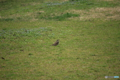 撮って出し(2025-04-07_09-59)-(Canon EOS 60D-2