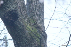撮って出し(2025-04-20_06-39)-(Canon EOS 60D-2