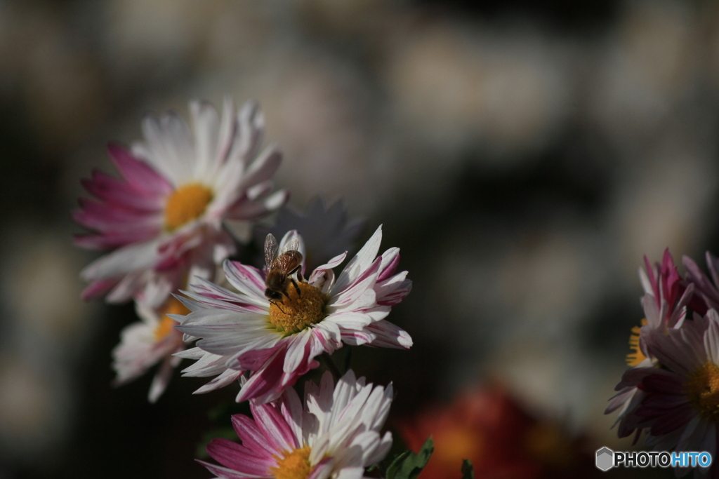 撮って出し-Canon EOS 60D-250.0-40_11_09-3