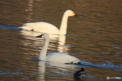 撮って出し(2025-02-15_07-31)-(Canon EOS 60D-5