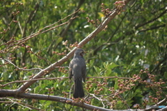 撮って出し(2025-04-07_09-13)-(Canon EOS 60D-2