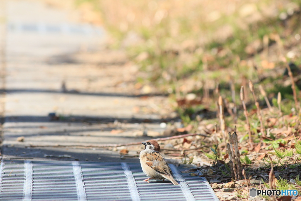 撮って出し-Canon EOS 60D-250.0-41_03_30-0