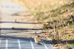 撮って出し-Canon EOS 60D-250.0-41_03_30-0