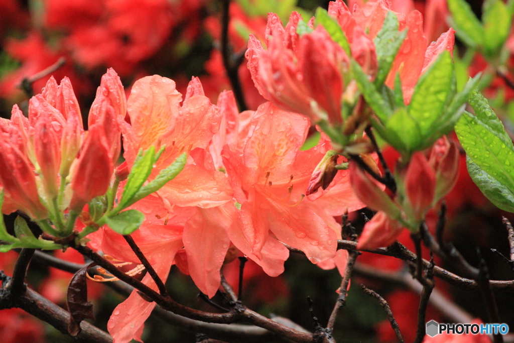 撮って出し(2025-05-11_10-21)-(Canon EOS 60D-2