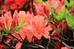 撮って出し(2025-05-11_10-21)-(Canon EOS 60D-2