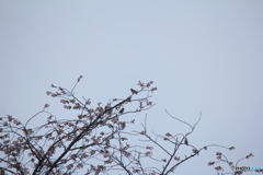 撮って出し(2025-04-20_07-52)-(Canon EOS 60D-2