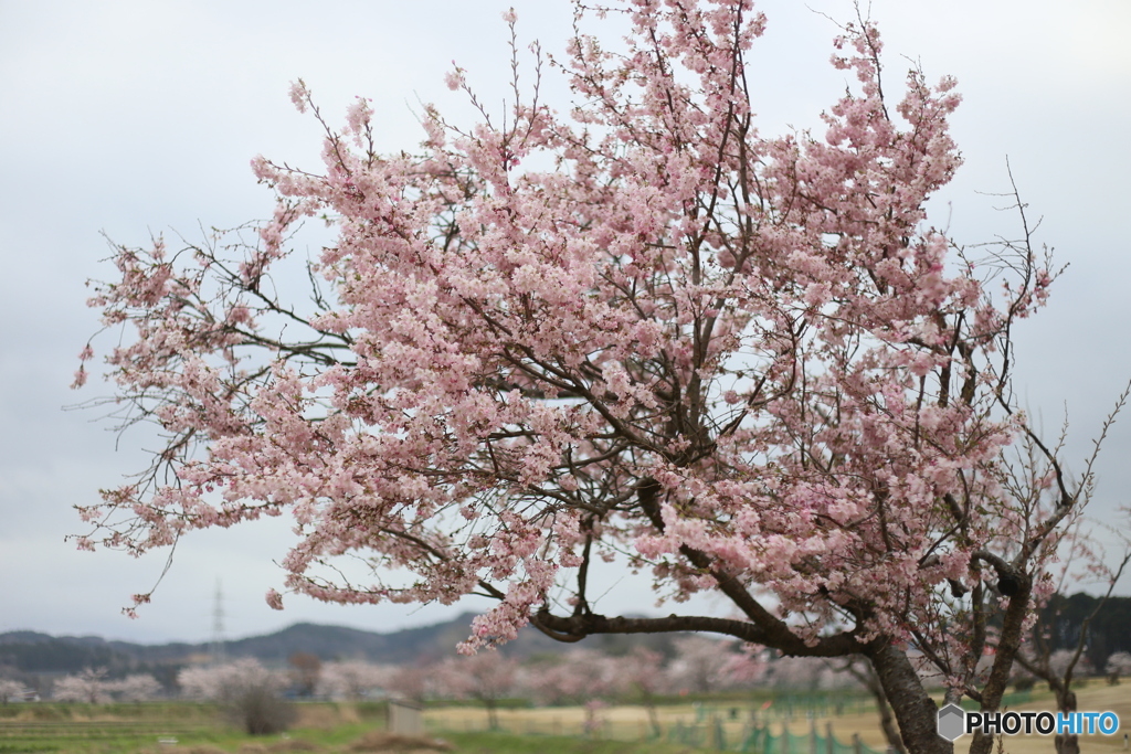 撮って出し(2025-04-19_07-57)-(Canon EOS 6D-50