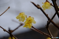 撮って出し(2025-03-08_15-29)-(X-E1-50())