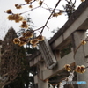 撮って出し(2024-03-06_14-31)-(E-M5-31(OLYMPUS