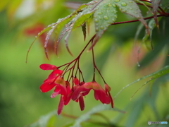 撮って出し(2024-05-27_14-06)-(E-M5-150(OLYMPU