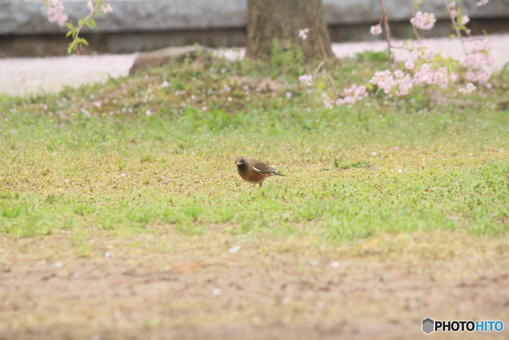 撮って出し(2025-04-24_08-36)-(Canon EOS 60D-2