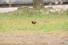撮って出し(2025-04-24_08-36)-(Canon EOS 60D-2