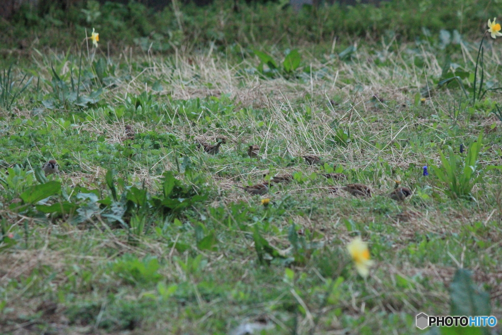 撮って出し(2025-04-20_05-19)-(Canon EOS 60D-2