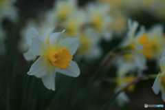 撮って出し-Canon EOS 6D-90.0-41_04_13-3