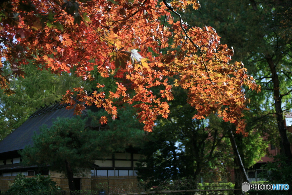 撮って出し(2024-11-07_11-59)-(Canon EOS 5D-0(