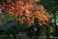 撮って出し(2024-11-07_11-59)-(Canon EOS 5D-0(