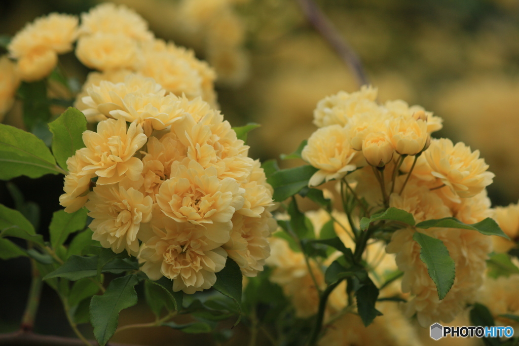 撮って出し(2024-05-12_09-27)-(Canon EOS 60D-1