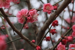 撮って出し(2025-04-06_09-47)-(Canon EOS 60D-9