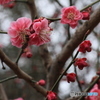 撮って出し(2025-04-06_09-47)-(Canon EOS 60D-9