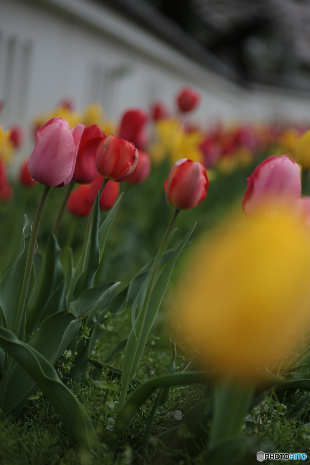 撮って出し(2024-04-17_09-06)-(Canon EOS 6D-90
