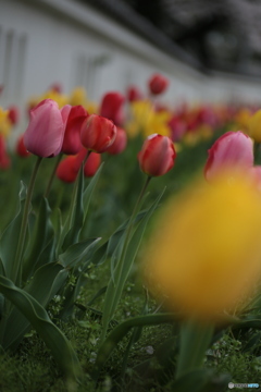 撮って出し(2024-04-17_09-06)-(Canon EOS 6D-90