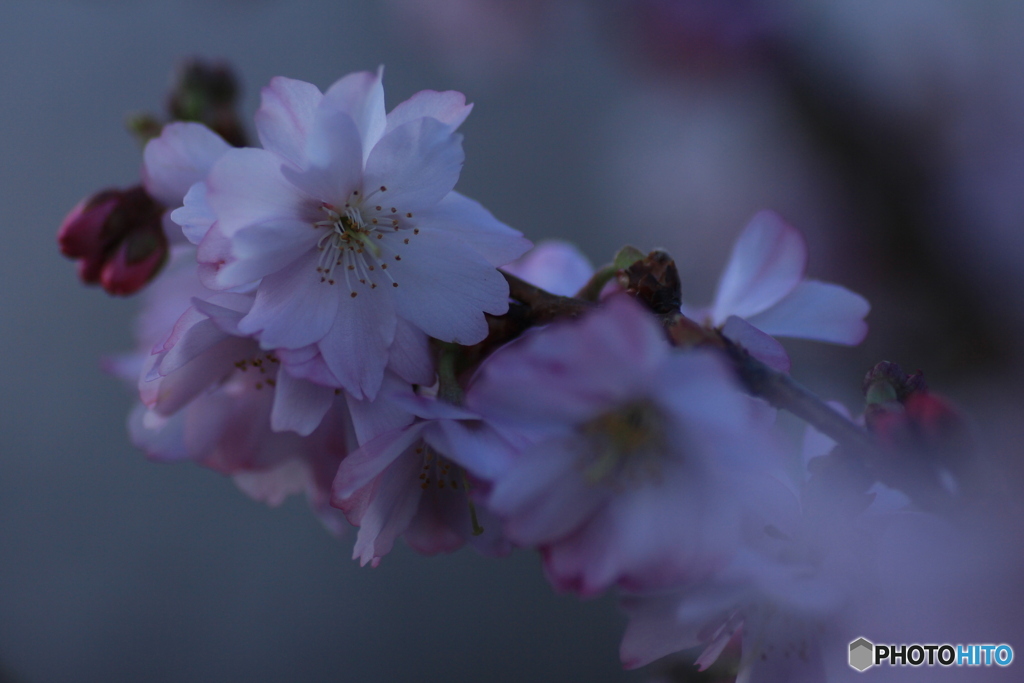 撮って出し(2025-03-31_06-36)-(Canon EOS 60D-9