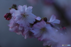 撮って出し(2025-03-31_06-36)-(Canon EOS 60D-9