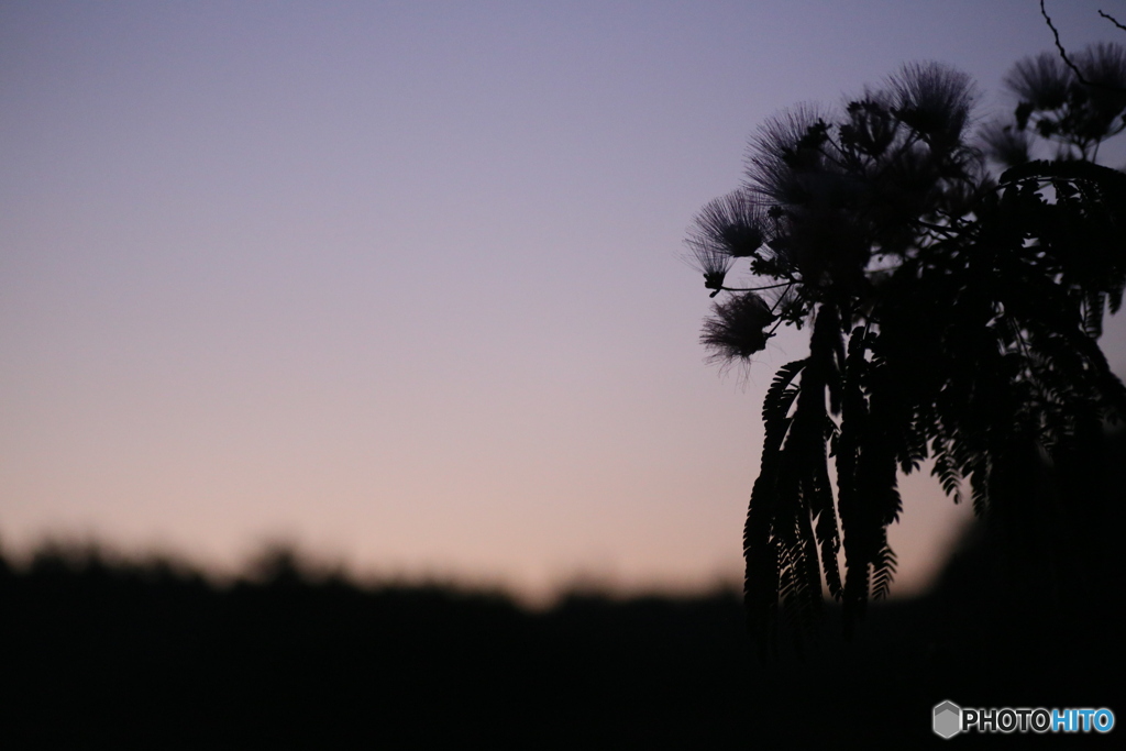 撮って出し(2025-07-11_04-07)-(Canon EOS 6D-90