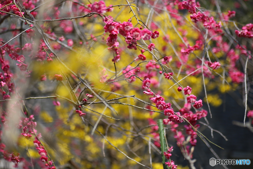 撮って出し(2025-04-07_09-24)-(Canon EOS 6D-90