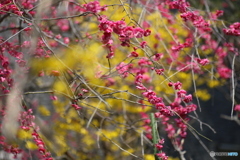 撮って出し(2025-04-07_09-24)-(Canon EOS 6D-90