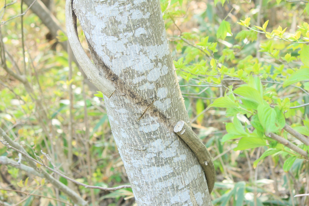 撮って出し(2025-04-27_09-33)-(Canon EOS 60D-5